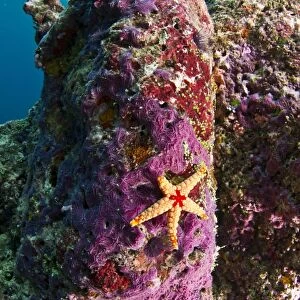 Red-tile Starfish / Necklace Seastar - on a Marine Sponge (Chalinula nematifera) - Maldives