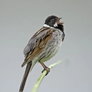 Reed Bunting- male bird singing from reed stalk, Hessen, Germany