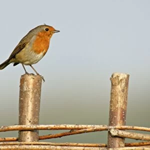 Robin sitting on fence Birling Gap, Sussex Downs, England, UK