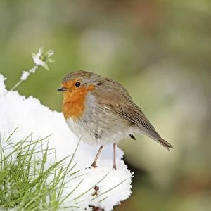 Robin - on snowy bank - Bedfordshire UK 007974