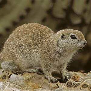 Roundtail Ground Squirrel - Arizona, USA - Found in parts of Nevada-California and Arizona extending down into NW Mexico - Lives in low desert-mesquite-creosote bush and cactus - Above ground most of the year - Feeds on seeds and probably insects