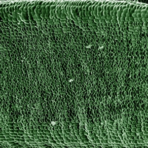 Scanning Electron micrograph (SEM): Yew Leaf; Magnification x 300 (if printed A4 size: 29. 7 cm wide)