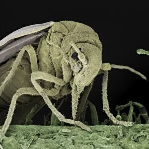 Scanning Electron Micrograph (SEM): Whitefly, Magnification x 200 (A4 size: 29. 7 cm width)