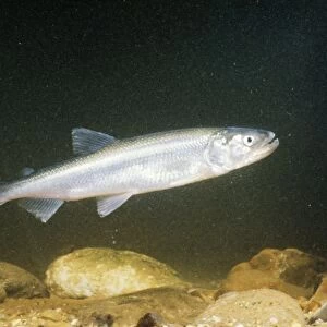 Smelt Also known as Sparling