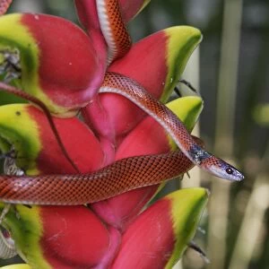 Snake - Drepanoides anomalus Manu Wildlife Centre Amazon Peru