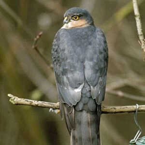 Sparrowhawk - Male by bird feeder, UK