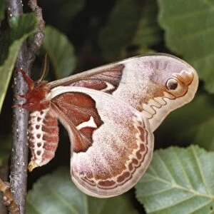 Spicebush Moth