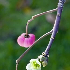 Spindle - bud and flowers