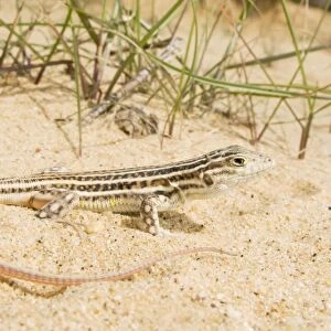 Spiny-footed Lizard - Donana National Park - Andalucia