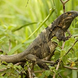 Spiny-tailed Iguana - Santa Rosa National Park - Costa Rica