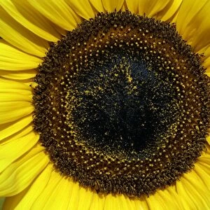 Sunflower- a close detailed study, Hessen, Germany