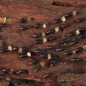 Termites - Tanjung Puting National Park - Kalimantan - Borneo - Indonesia