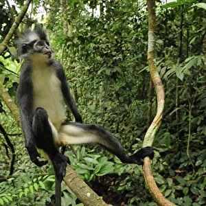 Thomas's Langur / Thomas's Leaf Monkey - Gunung Leuser National Park - Northern Sumatra - Indonesia