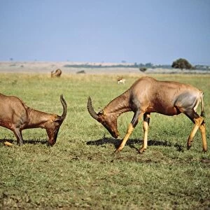 Topi Maasai Mara, Kenya, Africa