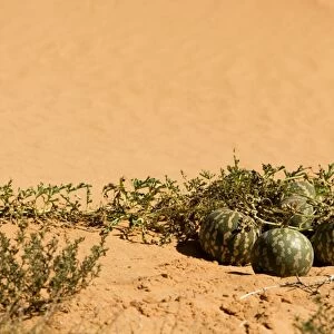 Tsamma Melon on Red Kalahari Sand - Kalahari Desert - Kgalagadi National Park - South Africa