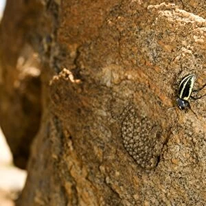 Western Keeled Snake - lying on a vertical rock face with a beetle present - Namib Desert - Namibia - Africa