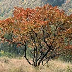 Wild Apricot Tree - in autmn colous