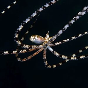 Wonderpus Octopus - Indonesia