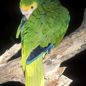 Yellow-shouldered Amazon Parrot Venezuela, South America