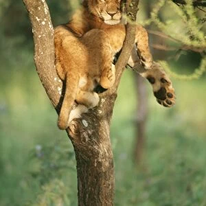 Young Lion - in tree - Serengeti National Park, Tanzania, Africa