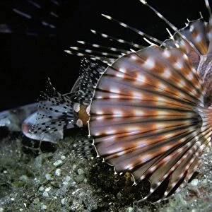 Zebra Scorpionfish - like all scorpion fish it carries venomous dorsal spines. Komodo Island, Indonesia