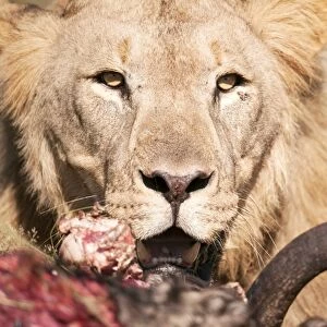 African lion with its kill C013 / 9520