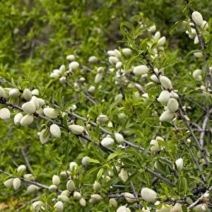 Almonds (Prunus dulcis) on a tree