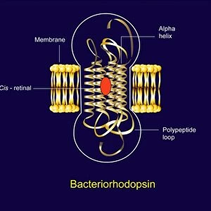 Bacteriorhodopsin, diagram