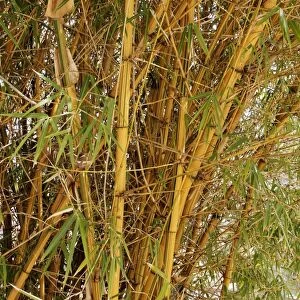 Bamboo plant C013 / 9485