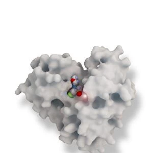 Beta secretase enzyme, molecular model