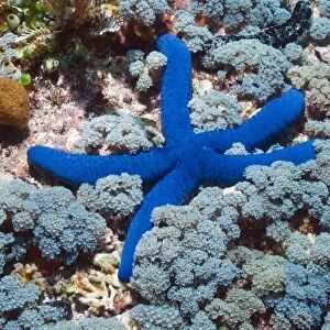 Blue linckia starfish C014 / 2929