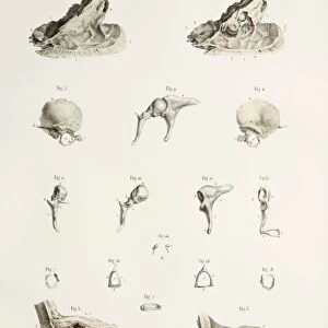 Bones of the middle ear, 1844 artwork