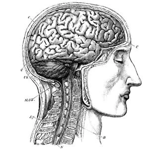 Brain antomy, 19th century artwork
