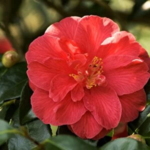 Camellia japonica Mercury