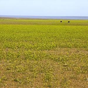 Camels grazing in the Sahara Desert
