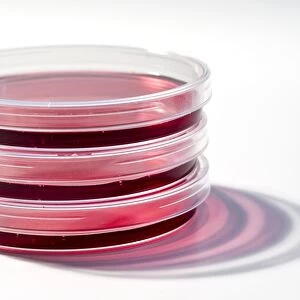 Cell cultures in petri dishes