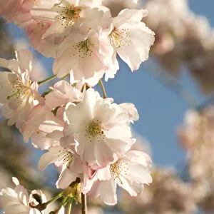 Cherry blossom (Prunus Accolade )