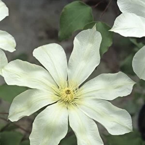 Clematis Moonlight flower
