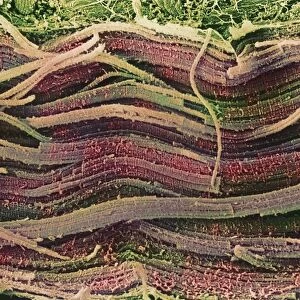Coloured SEM of skeletal (striated) muscle fibres