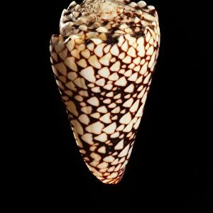 Cone shell C019 / 1309