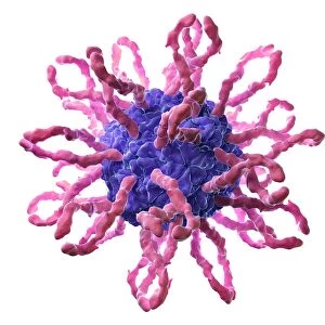 Coxsackievirus, artwork