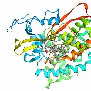 Cytochrome P450 complex F006 / 9669