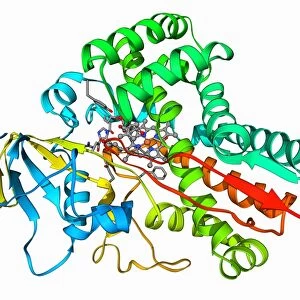 Cytochrome P450 F006 / 9437