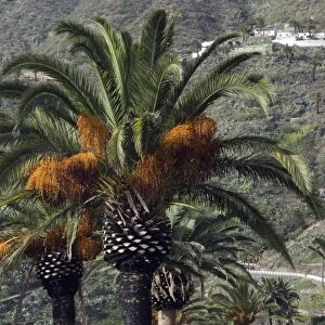 Date palms (Phoenix dactylifera)