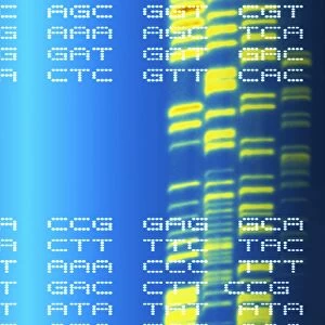 DNA autoradiogram and codons