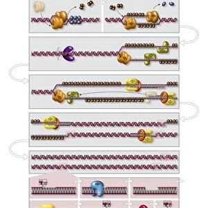 DNA replication process, diagram