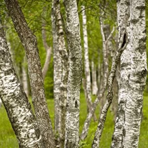 Downy Birch (Betula)