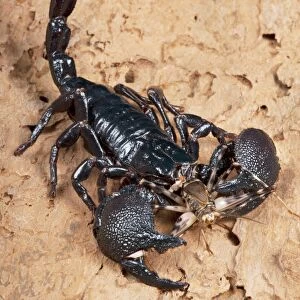 Emperor scorpion eating a cricket C013 / 4401