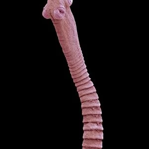 Flea tapeworm, SEM C016 / 9034
