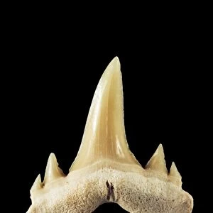 Fossil shark tooth C002 / 2280